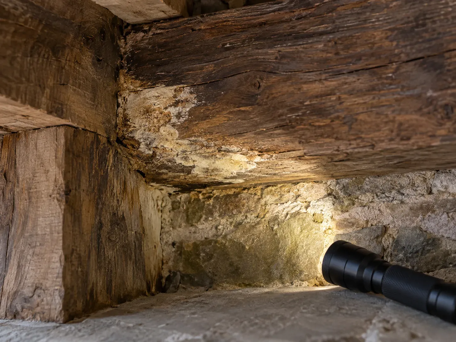 Zone de bâtiment générique avec altération fongique observée à la lampe